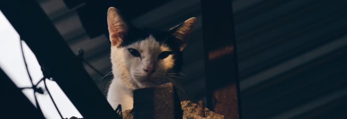 Find It, Write It, or Buy It?