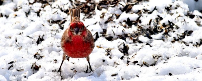 Deploying from Github via TravisCI